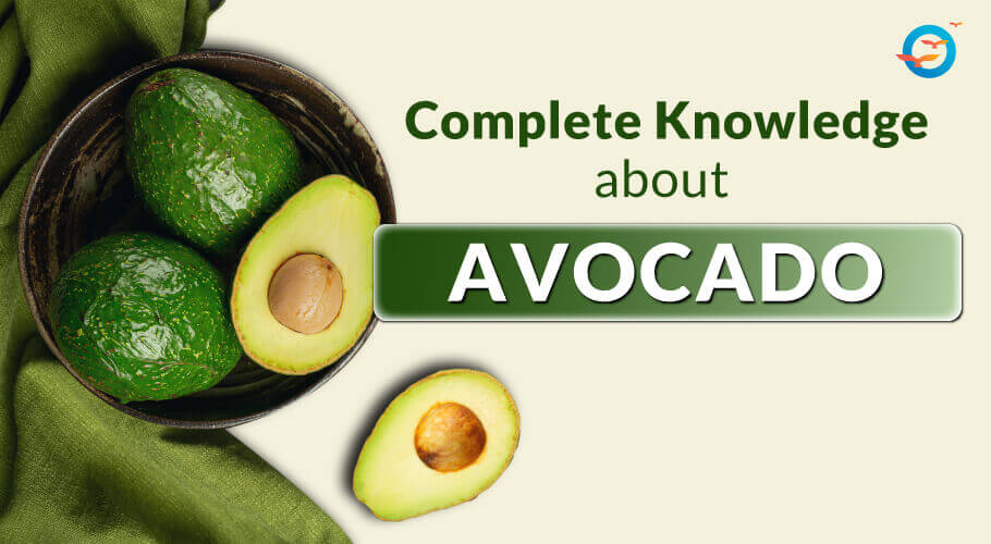 Complete knowledge about Avocado