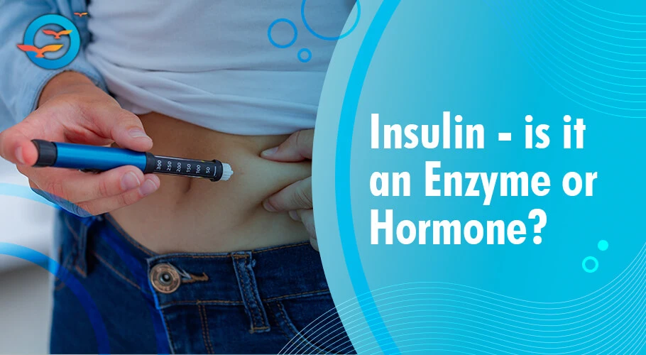 Insulin: Is it an enzyme or hormone?