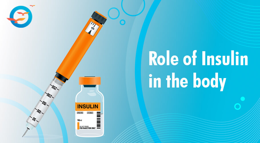 Role of insulin in the body